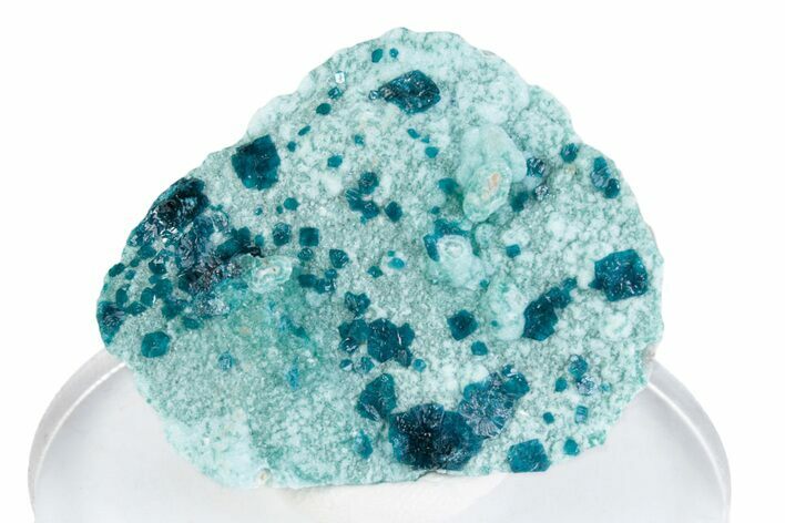 Vibrant Blue Veszelyite Cluster on Hemimorphite - Congo #380031